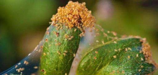 養花7種「病害」，對植物危害大，園藝師教你，如何科學處理