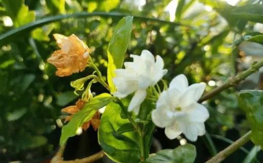 5月養茉莉花，教你一個小技巧，夏天花開不斷，香味濃郁惹人愛