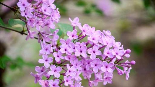 5種「香水花」，開花飄香四溢，連高檔香水，都用它們做提取物