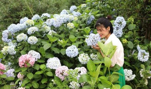 6種靈氣花，夏天「猛喝水」，少澆一杯水，葉子「全耷拉」