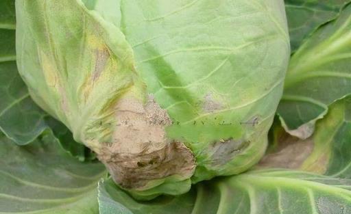 養花7種「病害」，對植物危害大，園藝師教你，如何科學處理