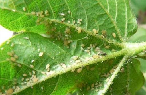 養花7種「病害」，對植物危害大，園藝師教你，如何科學處理