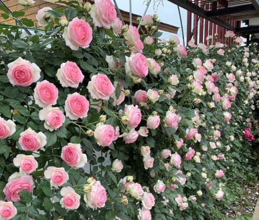 9種「強勁花」，開花美如仙，一年竄3米，爬到牆上做「花海」