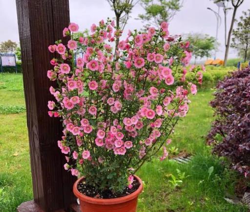 6種「嬌氣花」，夏天怕淋雨，沾水就腐爛，快搬屋裡去