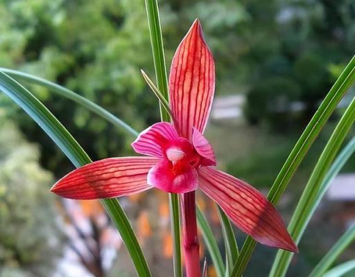 別養月季茶花了，此蘭被譽為「活香水」，帶你欣賞一下