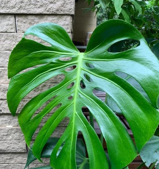 7種「大型花」，客廳一放，清清涼涼，越養空氣越乾淨