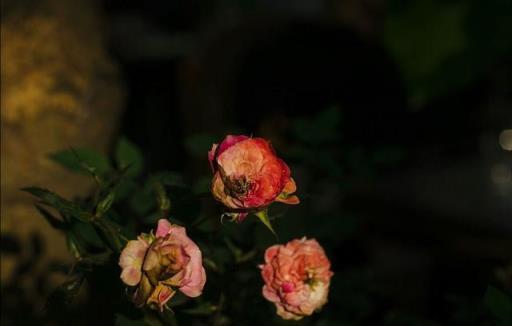 家養綠植有講究，聰明人都養這8種「大氣」綠植，種植簡單還旺家