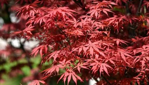 家有小花園，種幾個「高檔花」，葉子美如畫，濃濃中國風