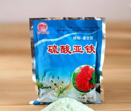 7種花是「醋罐子」，一月一杯醋，葉子碧綠，花開爆盆