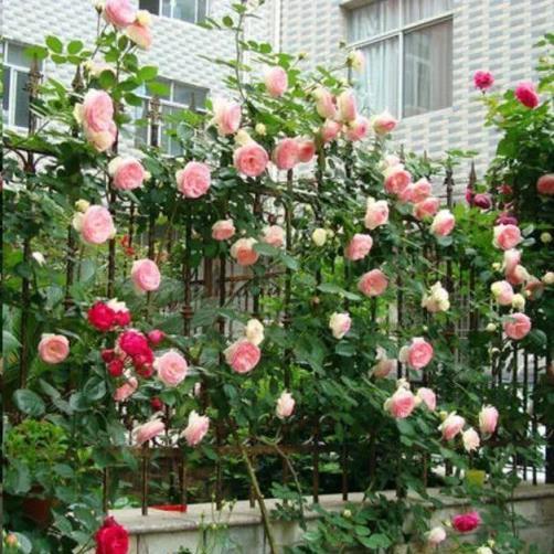 想要打造高階的「庭院花園」，5類花草6種小物件，都要安排上