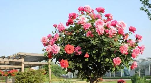 家有小院子，門口種棵「花樹」，鄰居都羨慕