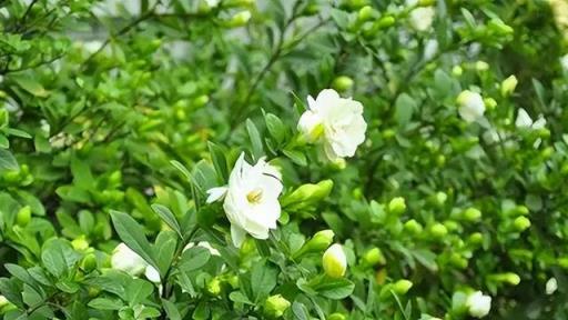 7種「香花」，能吃能賞能泡茶，經典美麗，芬芳四溢