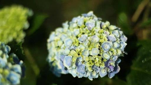 6月份拿著「養花白名單」去買花，放在陽臺，一口氣開到9、10月份