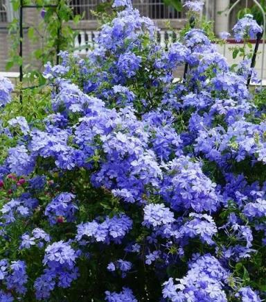 夏季養藍雪花，「虐」還是「寵」，很多人都搞錯了，難怪養不好