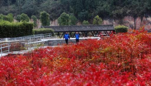 家有小花園，種幾個「高檔花」，葉子美如畫，濃濃中國風