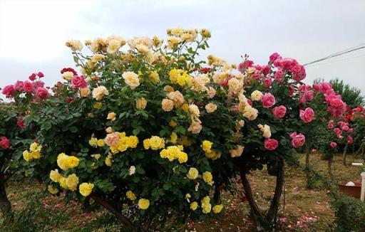 家有小院子，門口種棵「花樹」，鄰居都羨慕