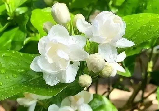 7種「香花」，能吃能賞能泡茶，經典美麗，芬芳四溢