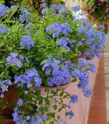 夏季養藍雪花，「虐」還是「寵」，很多人都搞錯了，難怪養不好