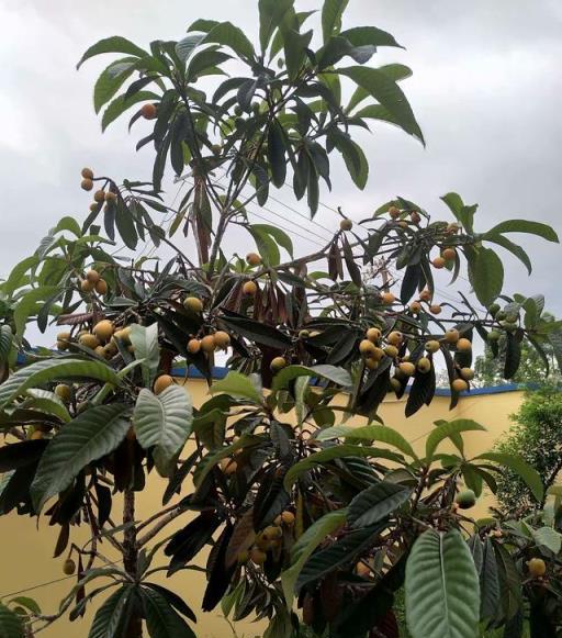 庭院栽種「6種果」，耐寒耐熱皮實好養，果子特別多，喜慶旺宅