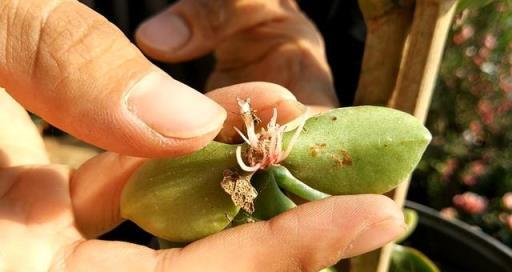 8種花，葉子「會生娃」，葉子切2半，丟在土裡就開花