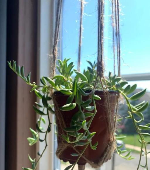 植物澆水黃金法則，讓養花變得輕鬆，養啥花都能活