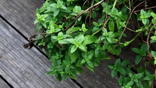 庭院養花蚊子多，怎麼辦？老花匠分享「小妙招」，現在使用還不晚