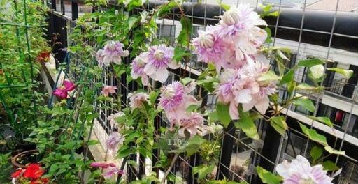 想要打造高階的「庭院花園」，5類花草6種小物件，都要安排上