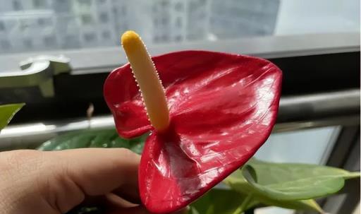 再喜歡,「奪命花草」也別再往家搬了,出事就晚了