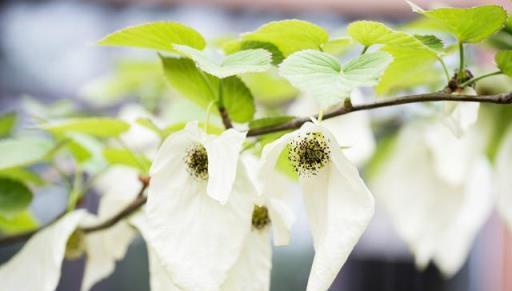 你沒見過的「鴿子樹」，它的價值好比植物界裡的「大熊貓」