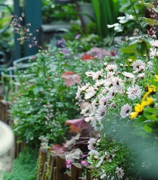 庭院養花蚊子多，怎麼辦？老花匠分享「小妙招」，現在使用還不晚