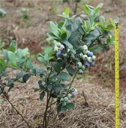 陽臺如何養盆栽藍莓？記住幾點，枝葉繁茂根系發達順利掛果