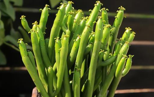 再喜歡,「奪命花草」也別再往家搬了,出事就晚了