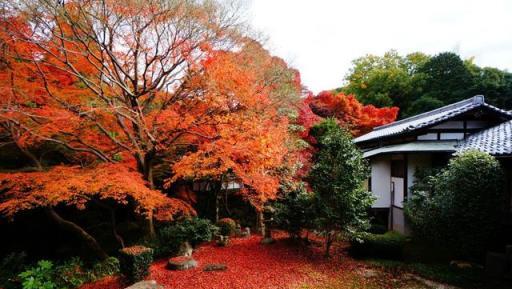 家有小花園，種幾個「高檔花」，葉子美如畫，濃濃中國風