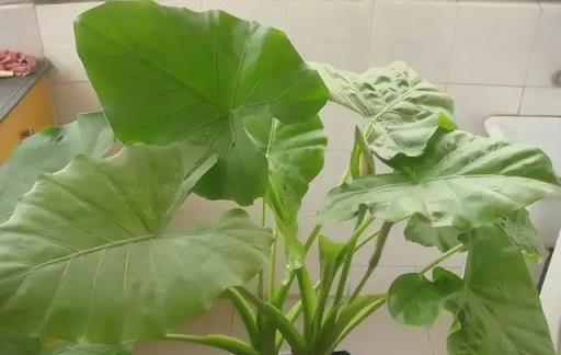 再喜歡,「奪命花草」也別再往家搬了,出事就晚了