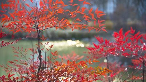 家有小花園，種幾個「高檔花」，葉子美如畫，濃濃中國風