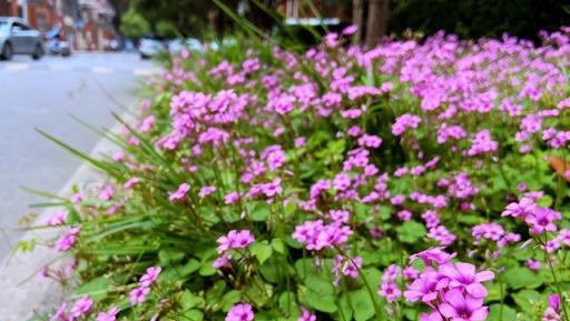 6種「大型花」，好養又漂亮，家裡有院子，想養需謹慎