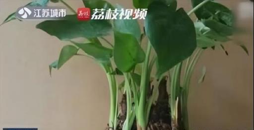 再喜歡,「奪命花草」也別再往家搬了,出事就晚了