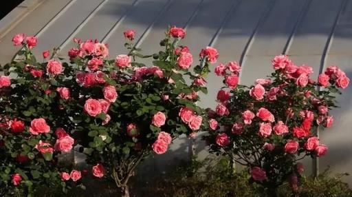 家有小院子，門口種棵「花樹」，鄰居都羨慕
