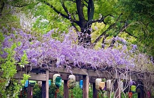 6種「大型花」，好養又漂亮，家裡有院子，想養需謹慎