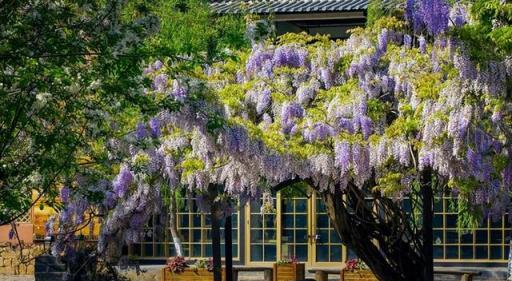 6種「大型花」，好養又漂亮，家裡有院子，想養需謹慎