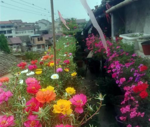 10種「無賴花」，開花「巨好看」，沾土就氾濫，年年除不完