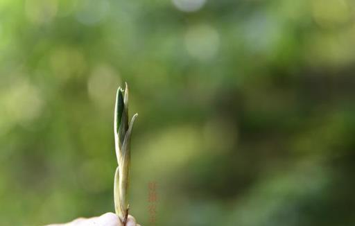 利用好光照，蘭花少用肥和藥！3段2模式，蘭花最喜歡的光照