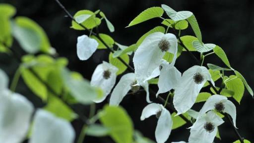 你沒見過的「鴿子樹」，它的價值好比植物界裡的「大熊貓」