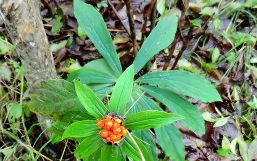 毒蛇剋星的七葉一枝花，因名氣大而常被採挖，但要小心它全株有毒