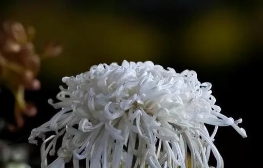 「花草三不送，送了變仇人」，你知道哪三種花不能輕易送人嗎？