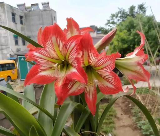 這些「養花神器」加土裡，透氣好不積水，花根肥壯，枝繁葉茂