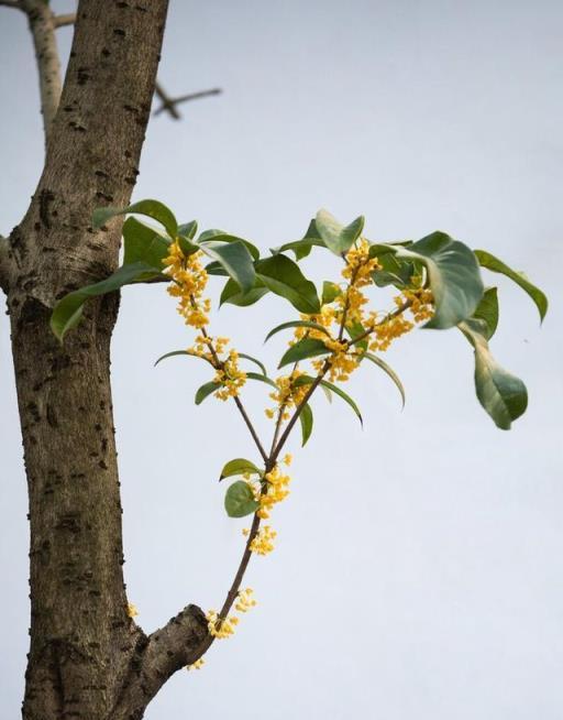 窮栽草，富種樹！這6種樹很有「錢」景，你家院子值得擁有