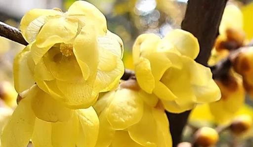 7種「香花」，能吃能賞能泡茶，經典美麗，芬芳四溢