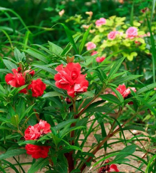 10種「無賴花」，開花「巨好看」，沾土就氾濫，年年除不完