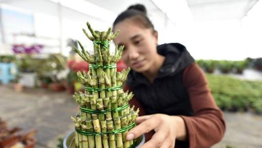 寓意「花開富貴，竹報平安」的4種竹，家裡養1盆，平安又富貴